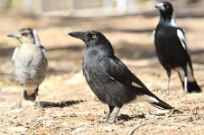 Pied Currawong au 2.jpg