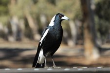 Australian Magpie au 4.jpg
