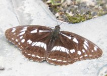 0784 Limenitis helmanni Tangjiahae 29-5-18x.jpg