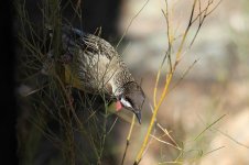 Red Wattlebird au 3.jpg