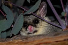 Common Brushtail Possum au 1.jpg