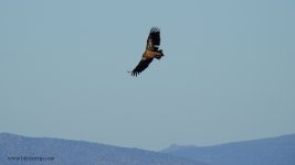 2019.02.27 Griffon Vulture.JPG