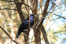 Satin Bowerbird au 1.jpg