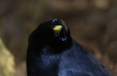 Satin Bowerbird au 4.jpg