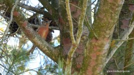 2019.02.27 Common Crossbill.JPG