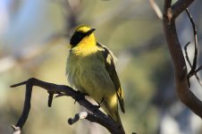 Yellow-tufted Honeyeater au 1.jpg