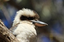 Laughing Kookaburra au 6.jpg