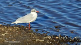 2019.02.27 Mediterranean Gull.JPG