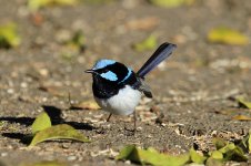 Superb Fairywren au 1.jpg