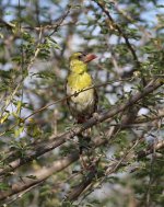 yellow breasted barbet potrait.jpg