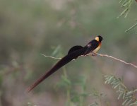 longtailed paradise whydah.jpg