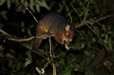 Common Ringtail Possum au 3.jpg