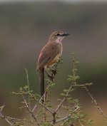 rosy patch shrike2.jpg