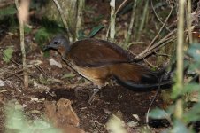 Alberts Lyrebird au 2.jpg