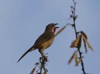 rosy patch shrike3.jpg