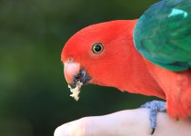 Australian King Parrot au 1.jpg