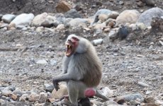 hama baboon mouth opne.jpg