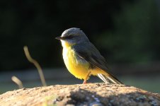 Eastern Yellow Robin au 1.jpg