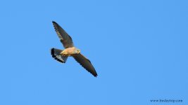 2019.02.27 Lesser Kestrel.JPG