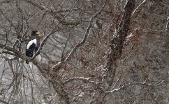 DSC03102 Steller's Sea Eagle @ Yakumo.jpg