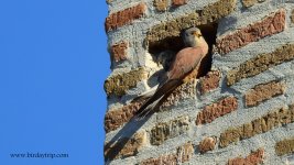 2019.02.27 Lesser Kestrel 5.JPG