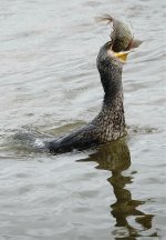 DSC09427 Great Cormorant @ Mai Po.jpg