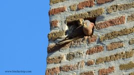 2019.02.27 Lesser Kestrels.JPG