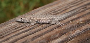 Lizard-q2 Big Morongo P1080107.JPG