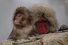 DSC03622 Snow Monkeys @ Nagano.jpg