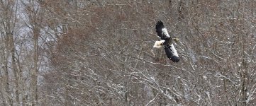 DSC03156 Steller's Sea Eagle @ Yakumo.jpg