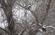 DSC03105 Steller's Sea Eagle @ Yakumo.jpg