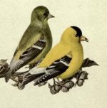 goldfinches II.jpg