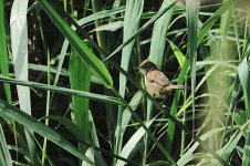 DSC04166 Manchurian Reed Warbler @ San Tin.jpg