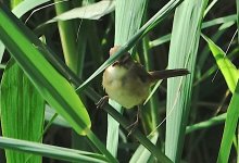 DSC04167 Manchurian Reed Warbler @ San Tin.jpg