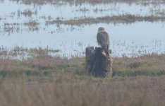 Merlin Falco columbarius Mesa Wetland 231218 E Galinou.JPG