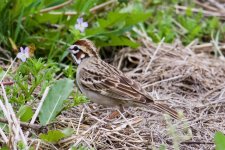 Lark Sparrow.jpg