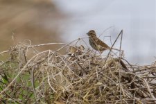 Vesper Sparrow.jpg