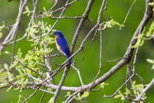 Eastern Bluebird.jpg