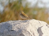 Meadow Pipit_2.jpg