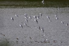 Franklin's Gull (1).jpg