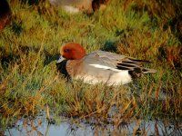 Wigeon.jpg