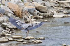 Great Blue Heron.jpg