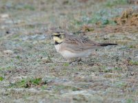 Shorelark.jpg