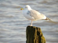 Herring Gull.jpg