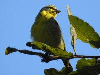 Canary ID M.JPG