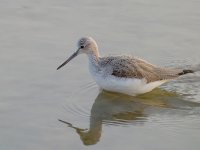 Greenshank.jpg