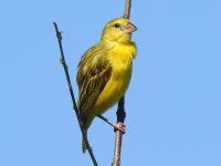 canary ID SL.JPG