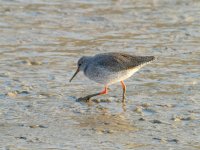 Redshank.jpg