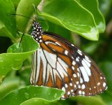 WhiteTiger(DanausMelanippusHegesippus)-GoCong-12-12-2016.jpg