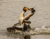 1 Great crested grebe - Podiceps cristatus  2J4A8863.jpg